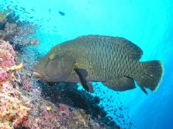 "Big Dog" Normally the last dive of the day was done at t... by Damien Preston 